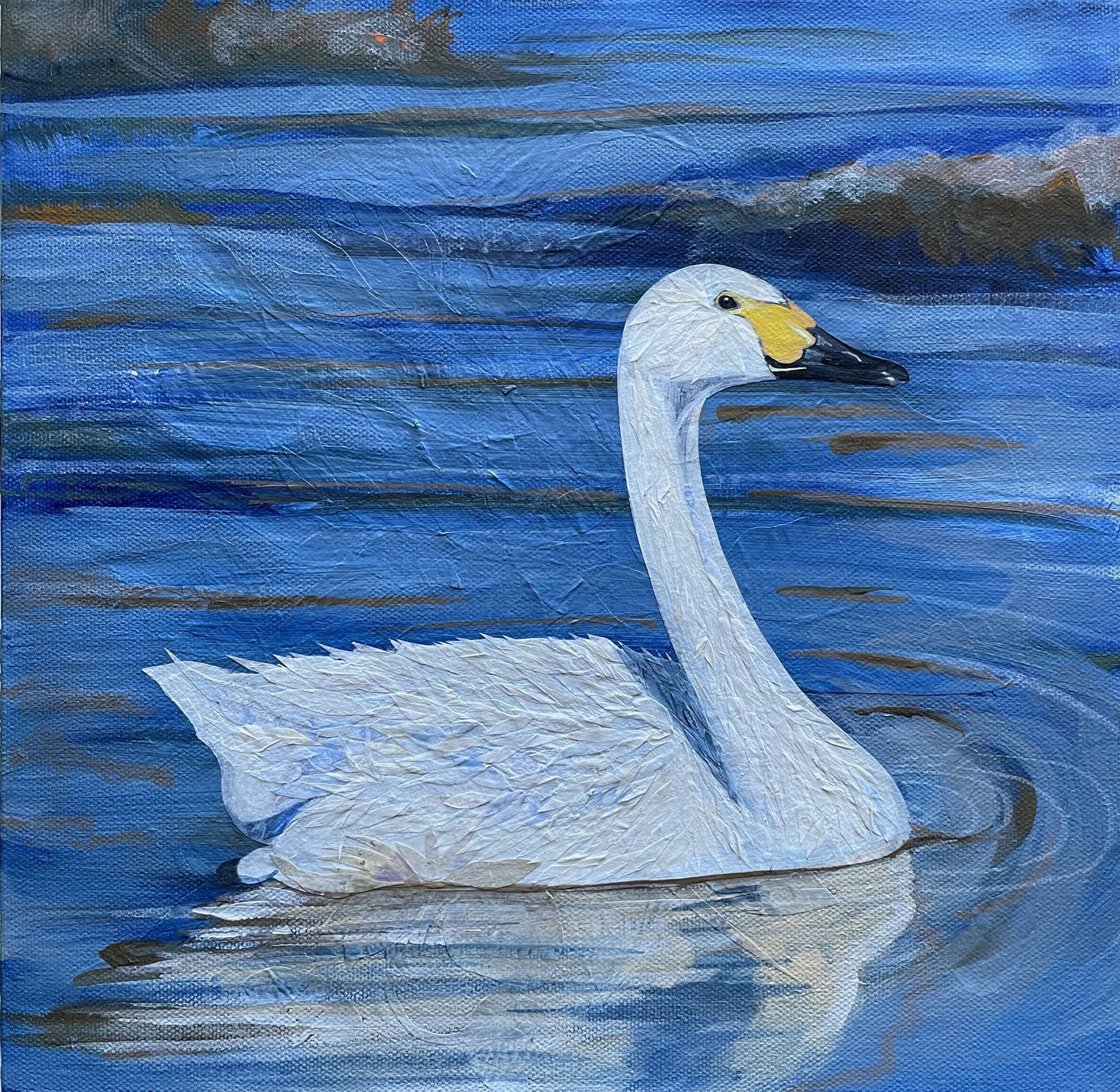 Bewick's Swan