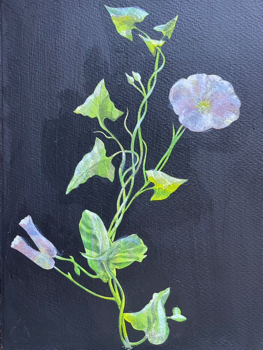 Morning Glory